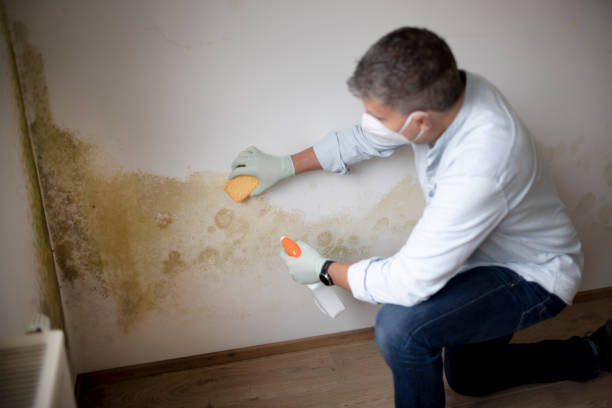 Best Comprehensive Air Testing for Mold Contaminants  in Rogers, MN