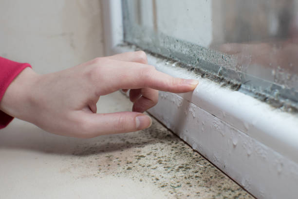 Best Mold Remediation for Healthcare Facilities  in Rogers, MN