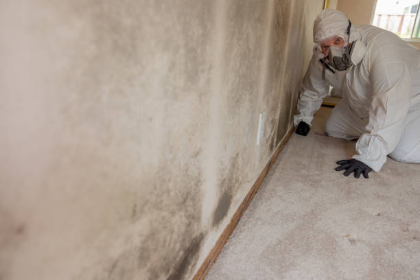 Mold Remediation for Rental Properties in Rogers, MN